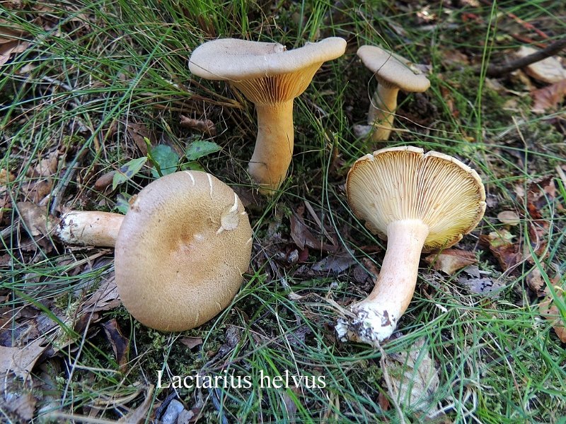 Lactarius helvus-amf1072-1.jpg - Lactarius helvus ; Nom français: Lactaire à odeur de céleri